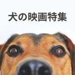 犬のアップ